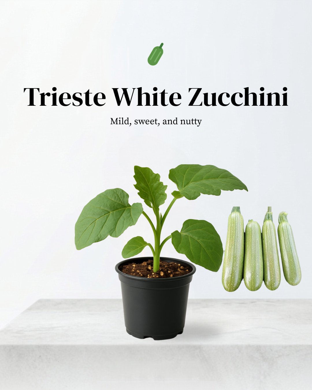 Zucchini (Bianco di Trieste)