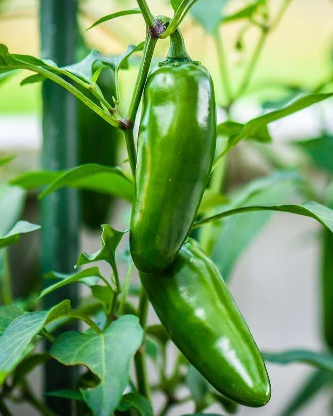 Jalapeño Pepper