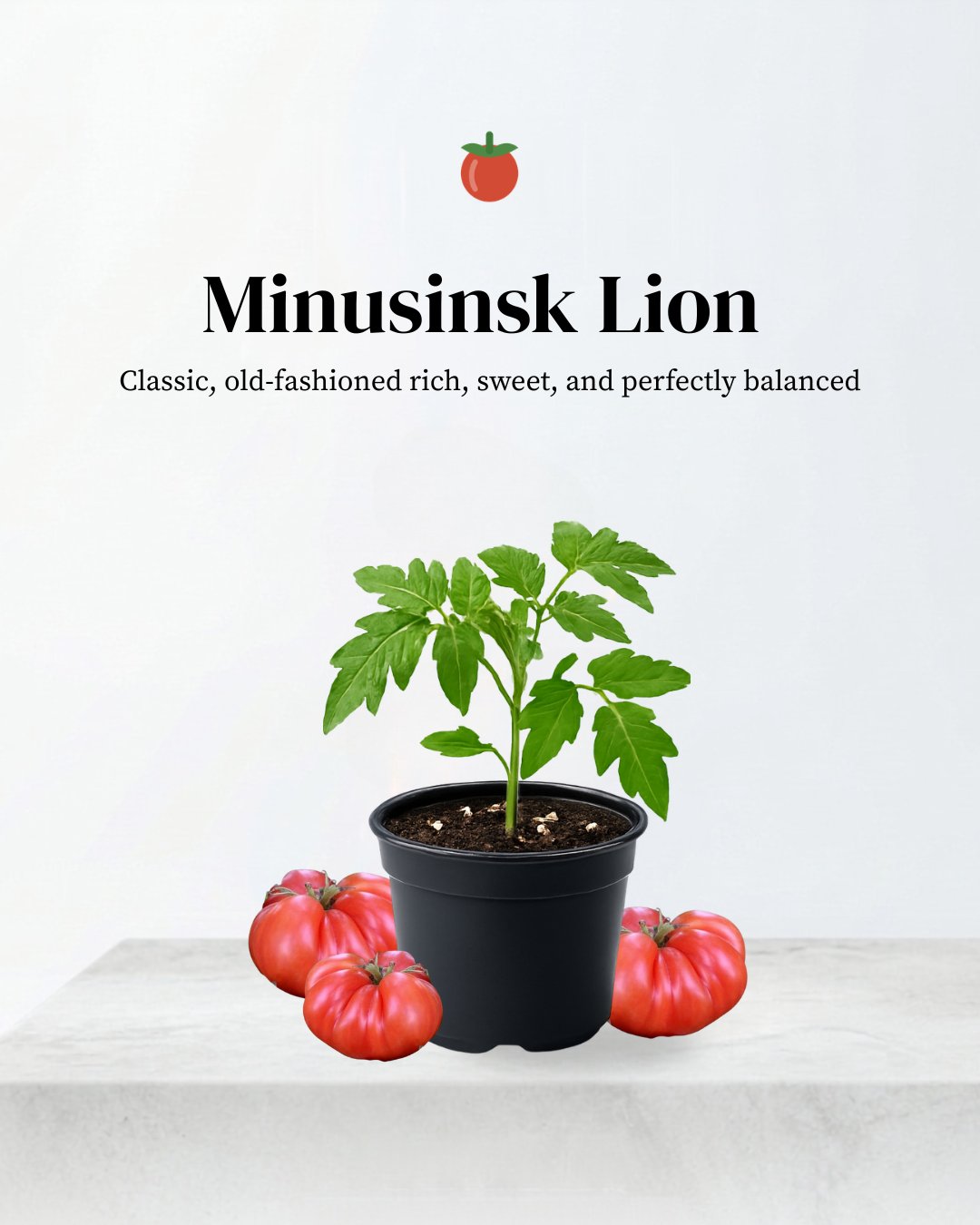Minusinsk Lion Tomatoes