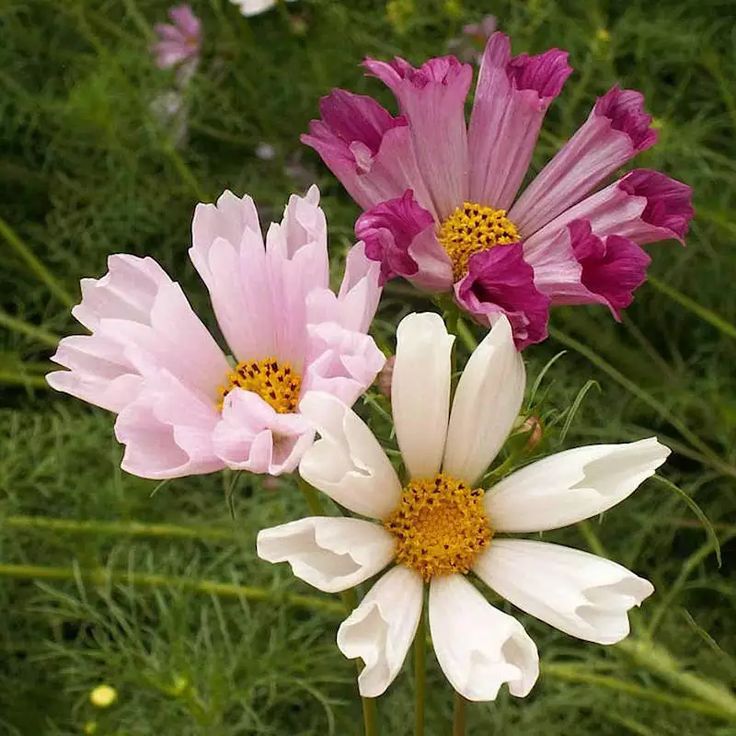 Cosmos (seashells mixed)