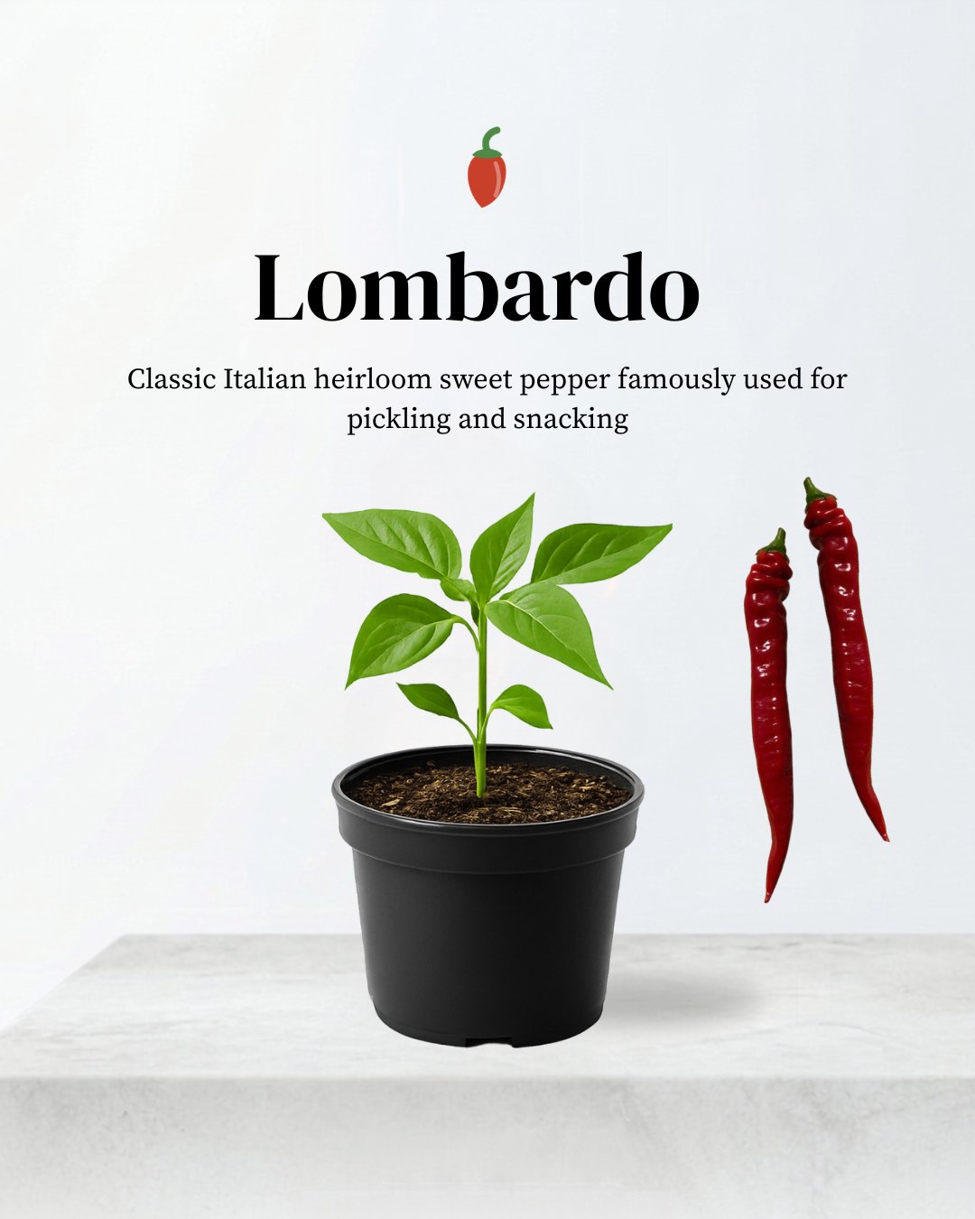Lombardo Pepper