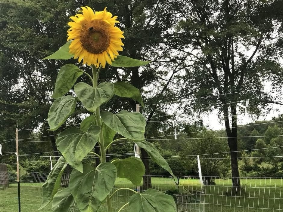 Sunflower 'Mammoth'