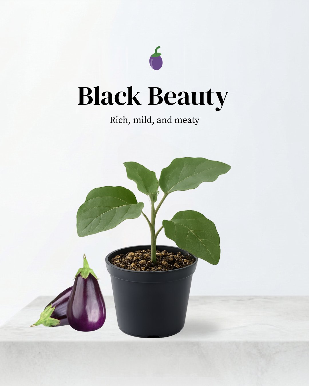 Black Beauty Eggplant 