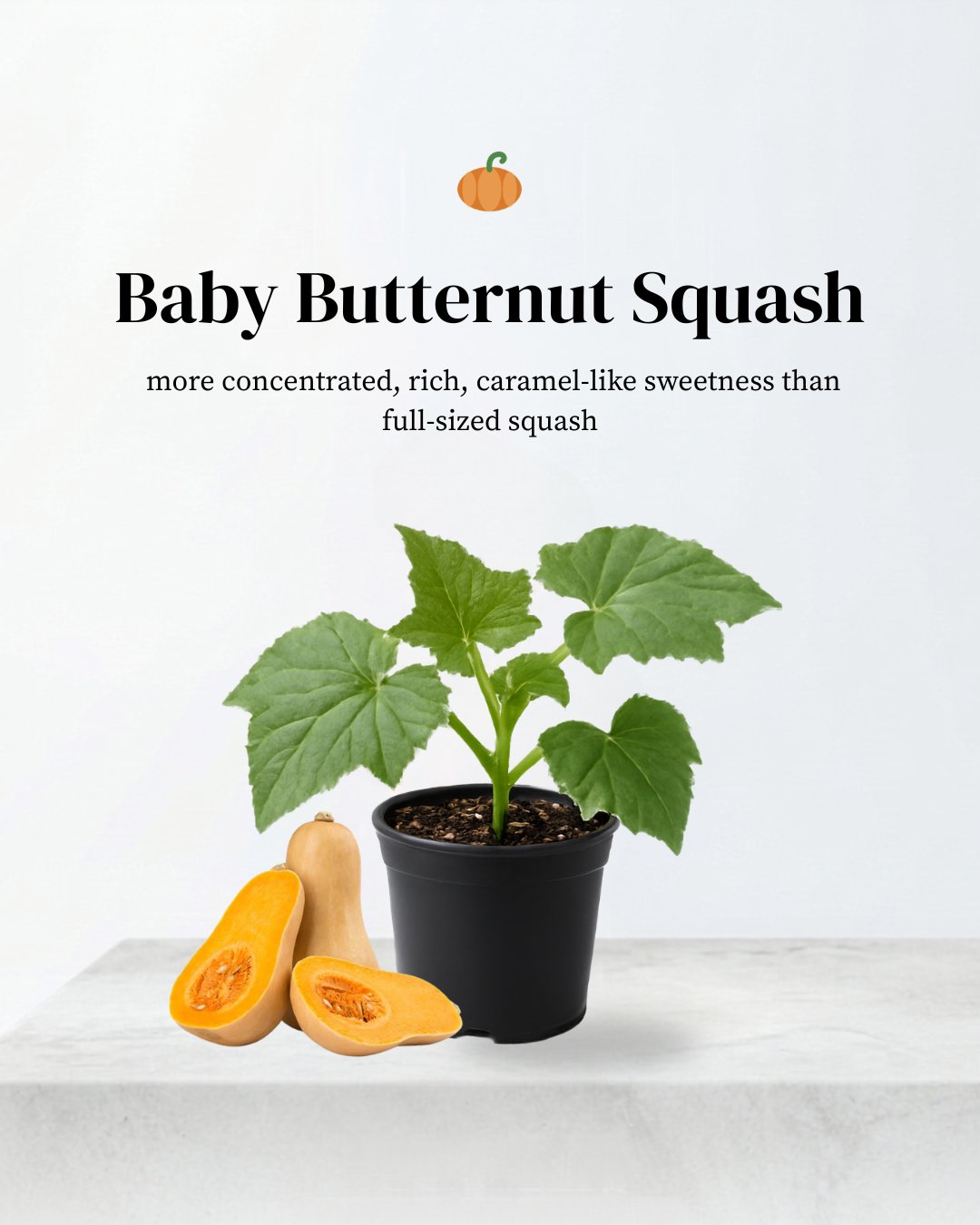 Baby Butternut Squash