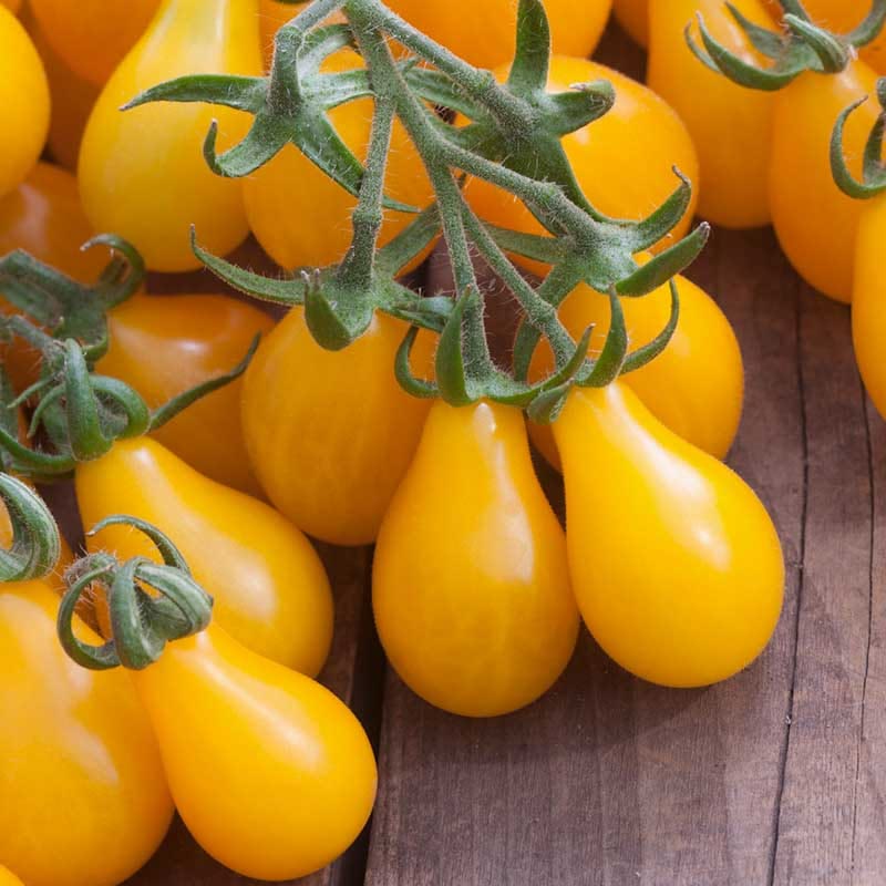 Yellow Pear Tomato