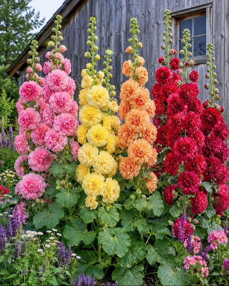 Hollyhock 'Summer Carnival'