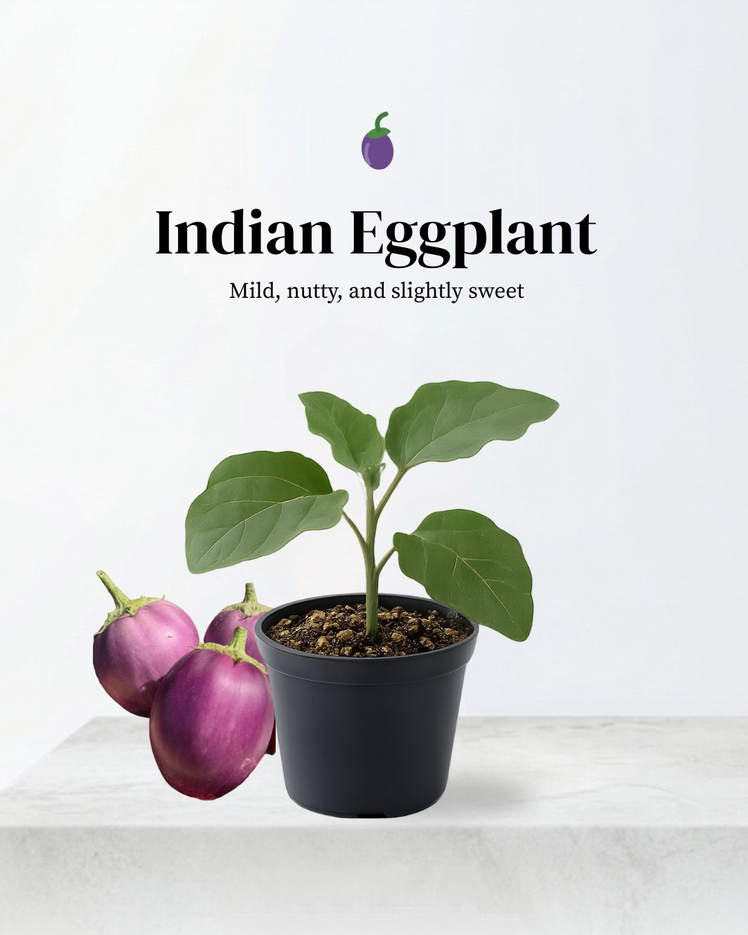 Indian Eggplant