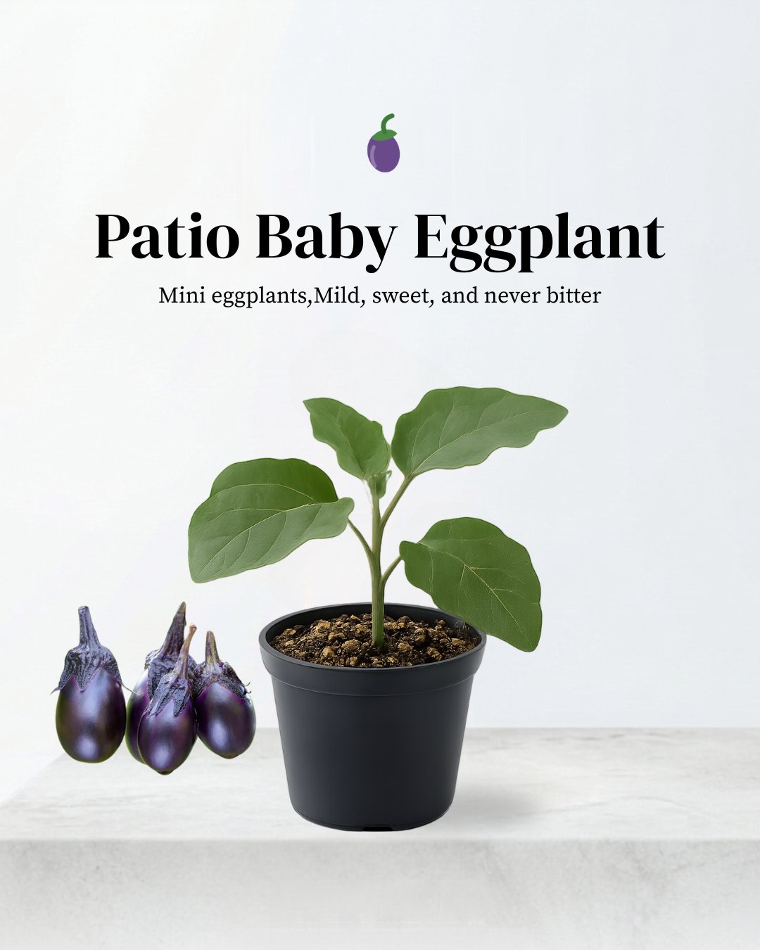 Patio Baby Eggplant