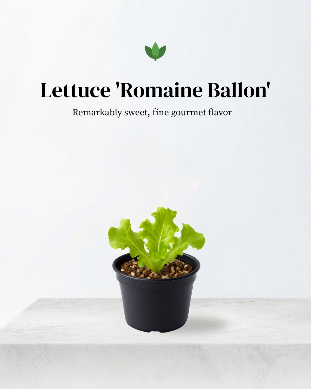 Romaine Ballon Lettuce