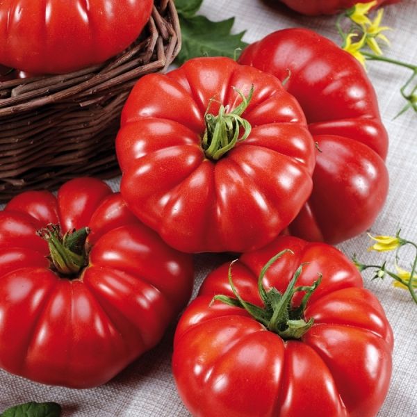 Costoluto Tomato
