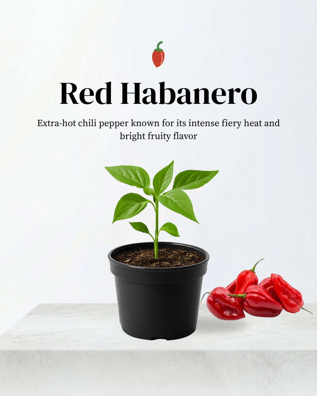 Red Habanero Pepper