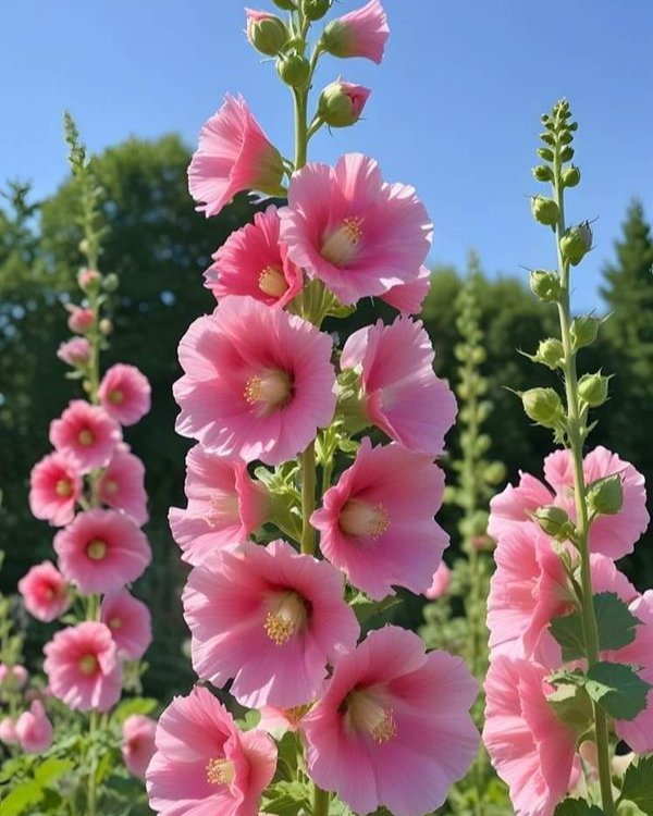 Hollyhocks 