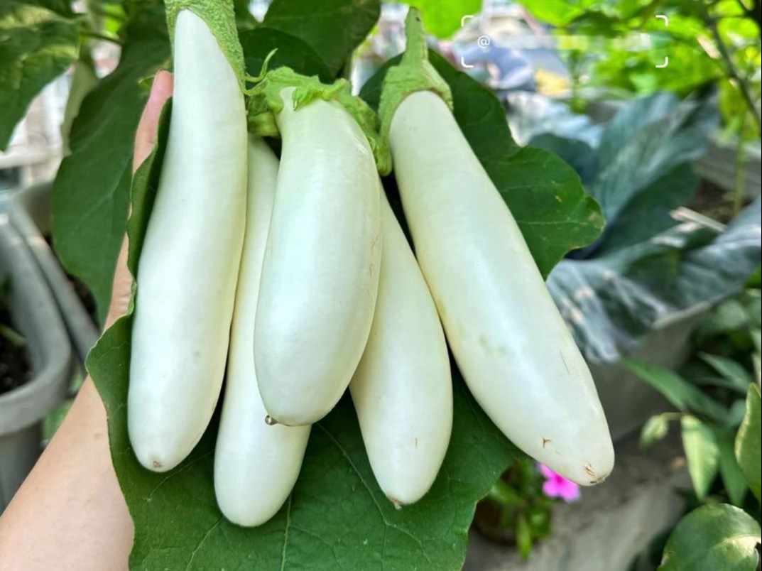 Snowy Eggplant