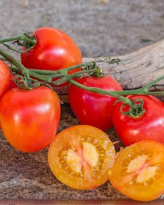 Karma Apricot Tomato