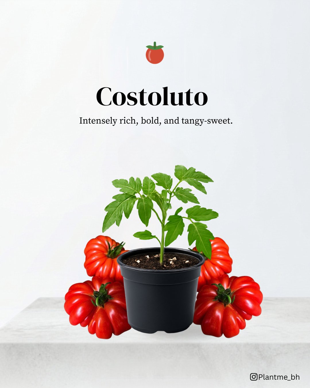 Costoluto Tomato