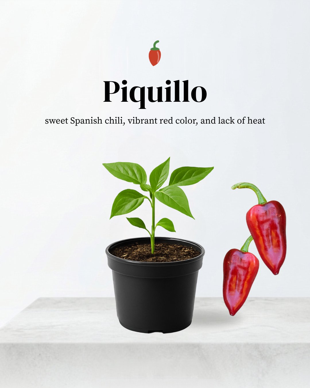 Piquillo Pepper