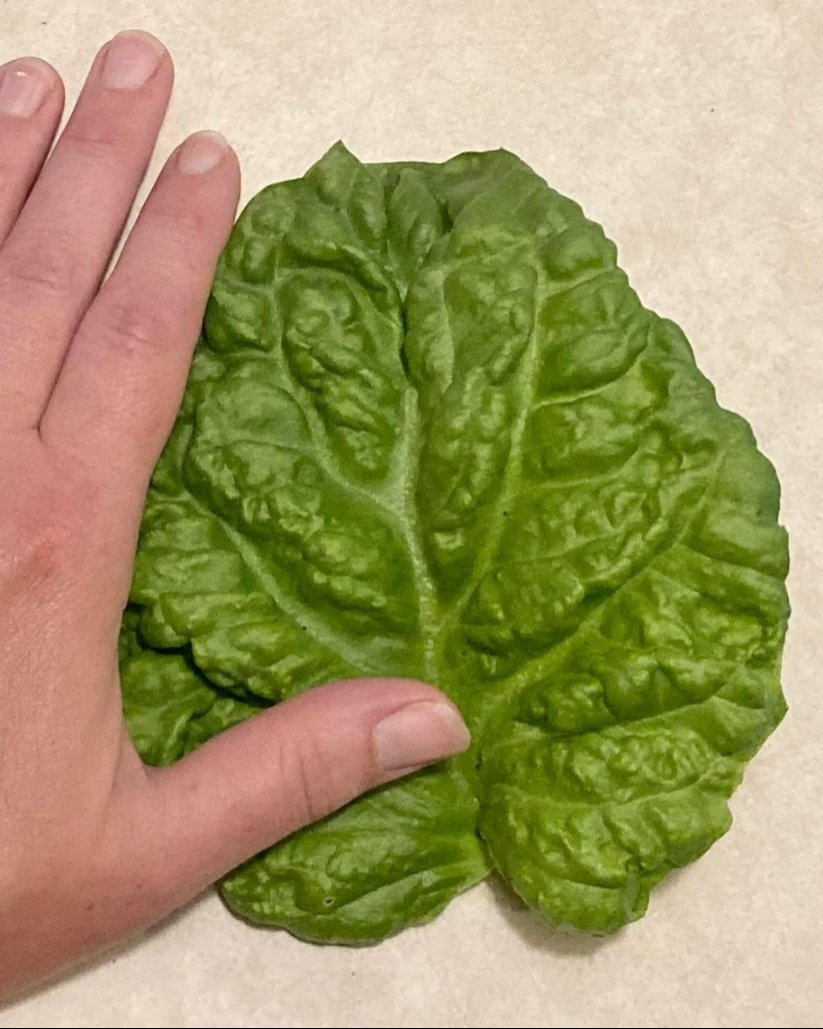 Giant Leaf Basil