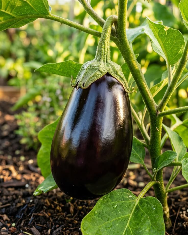 Black Beauty Eggplant 