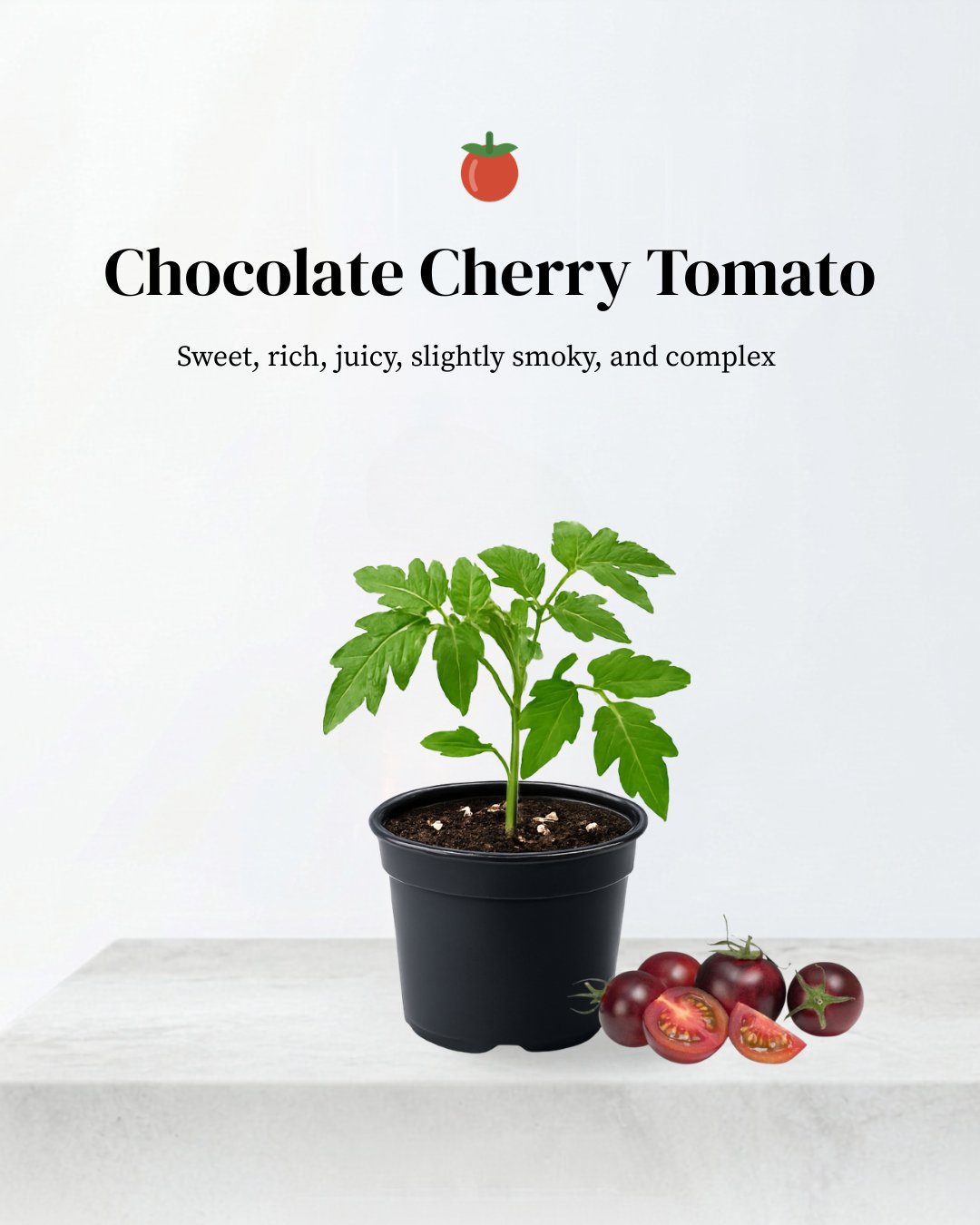Chocolate Cherry Tomato