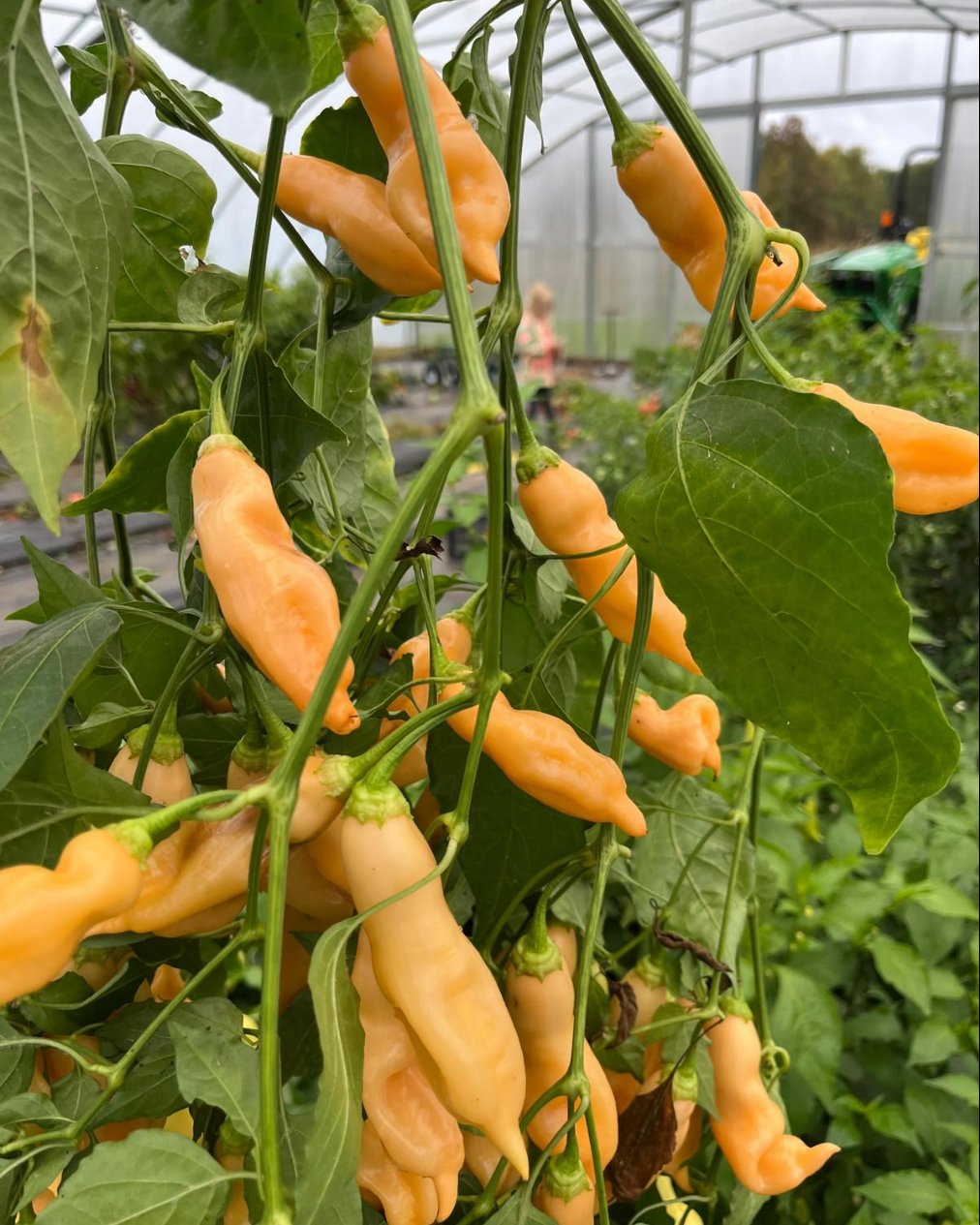 Sugar Rush Peach Pepper