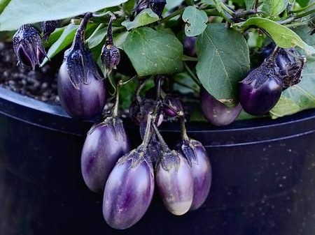 Patio Baby Eggplant