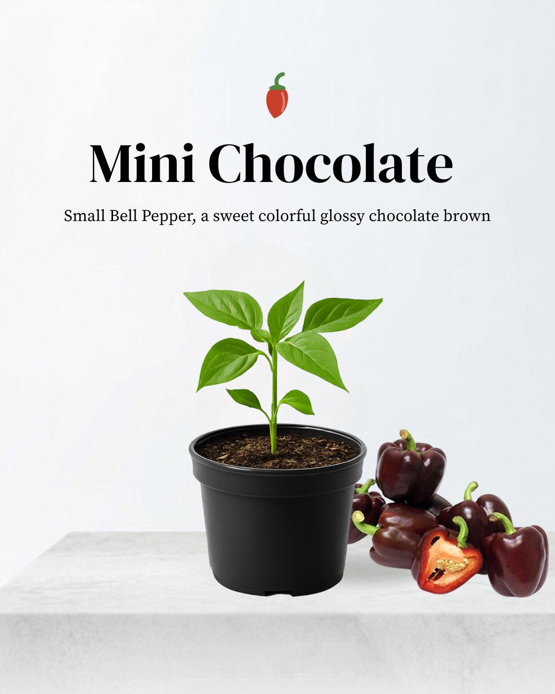Mini Chocolate Bell Pepper