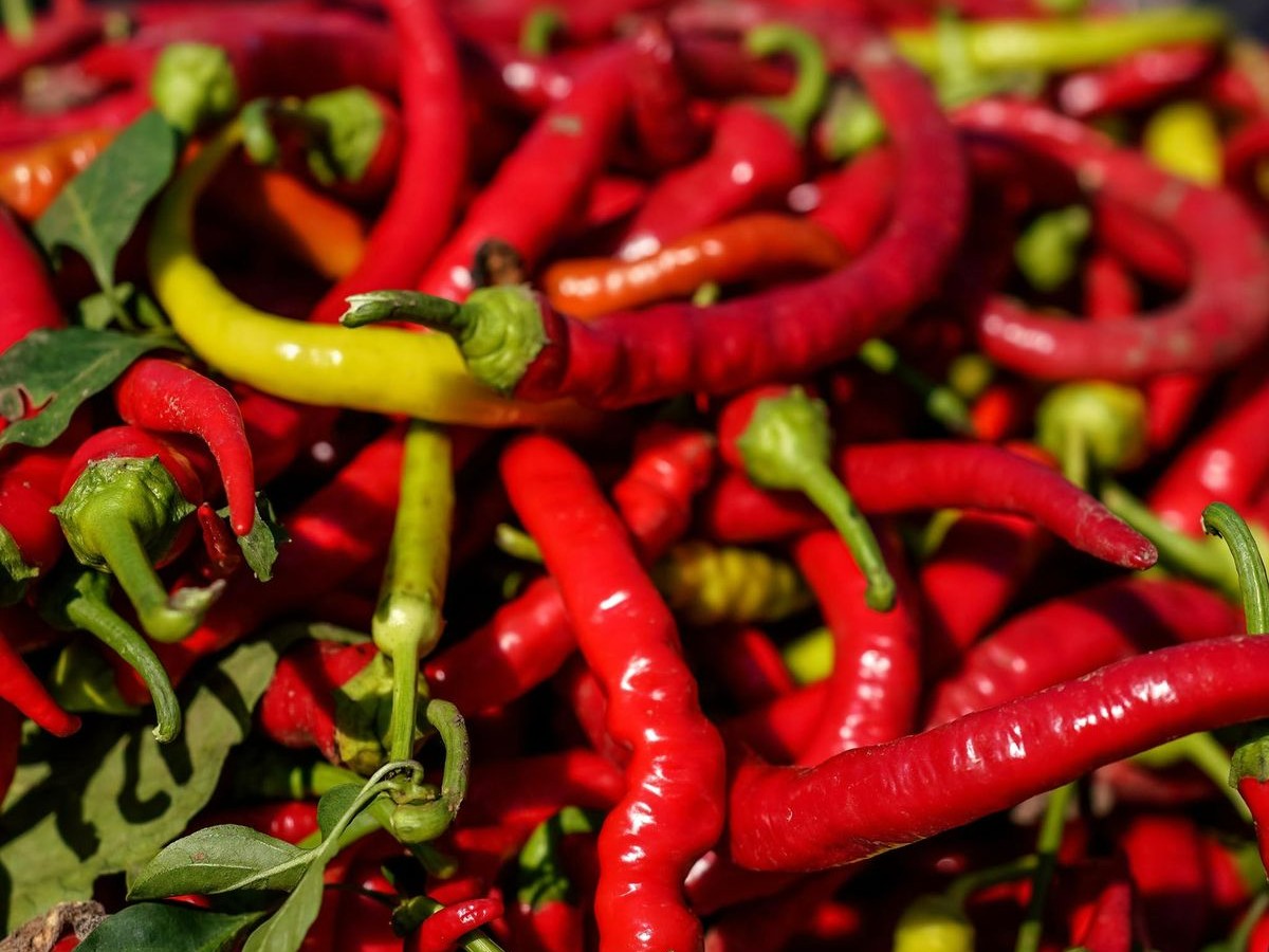 Lombardo Pepper