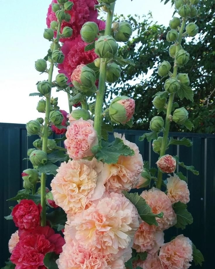 Hollyhock 'Summer Carnival'