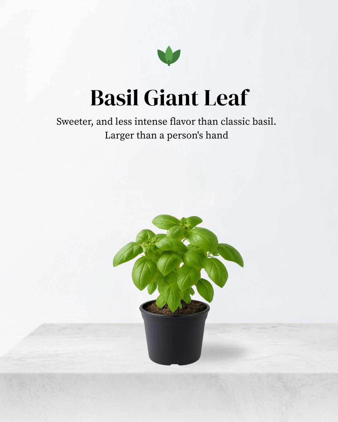 Giant Leaf Basil