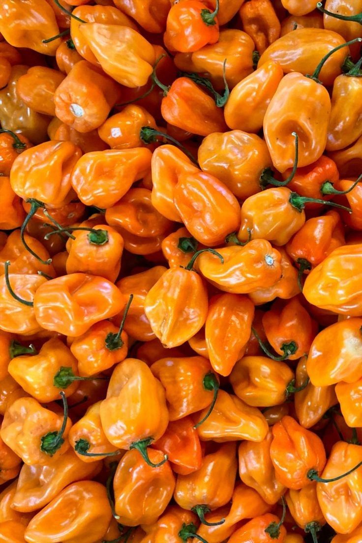 Orange Habanero Pepper