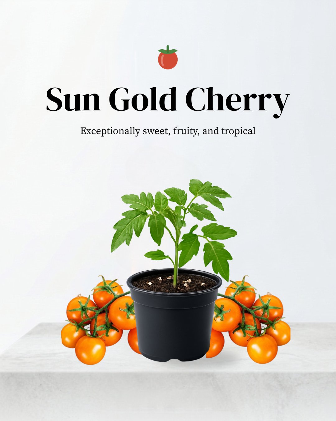 Sungold Cherry Tomato