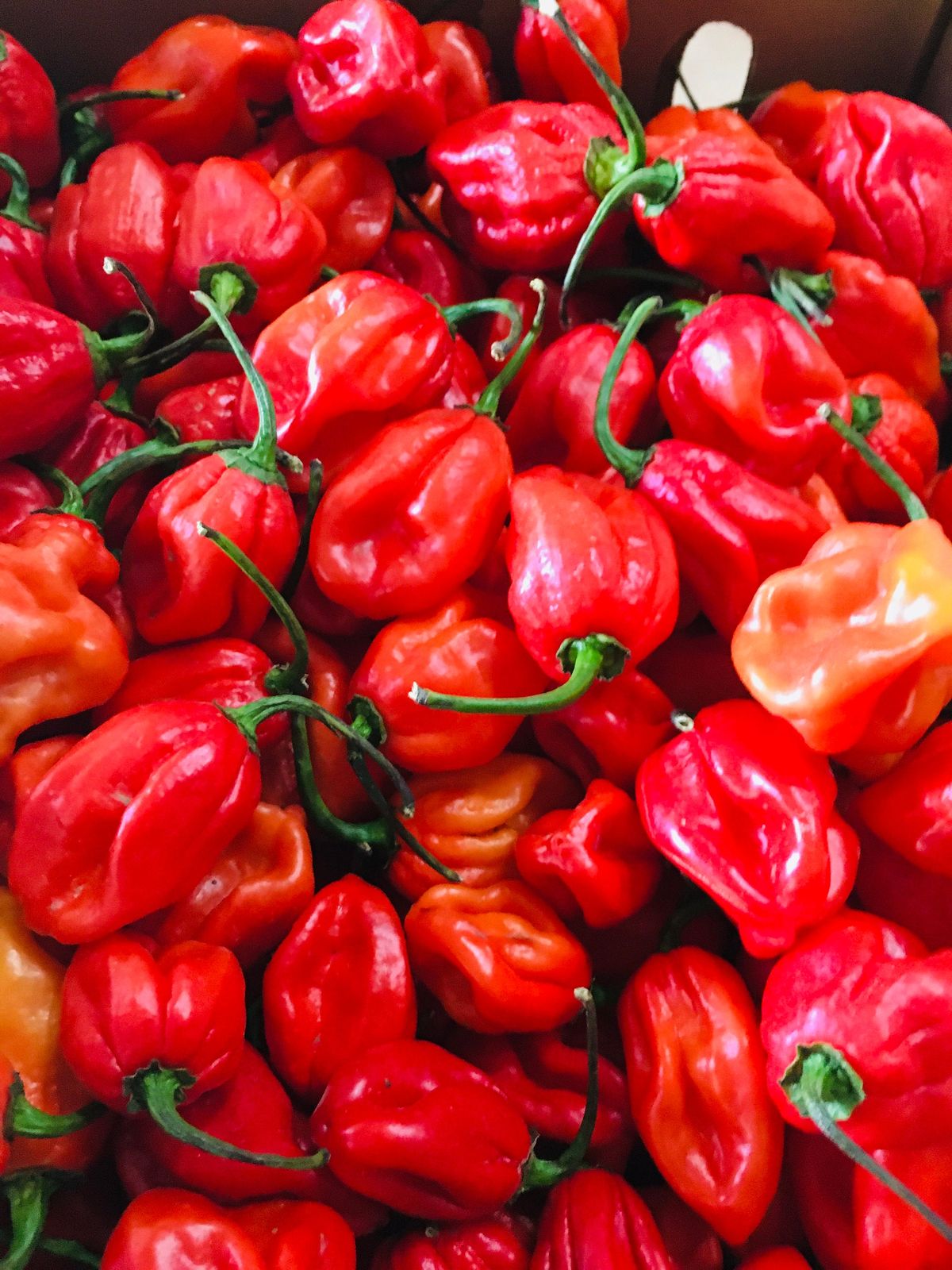Red Habanero Pepper