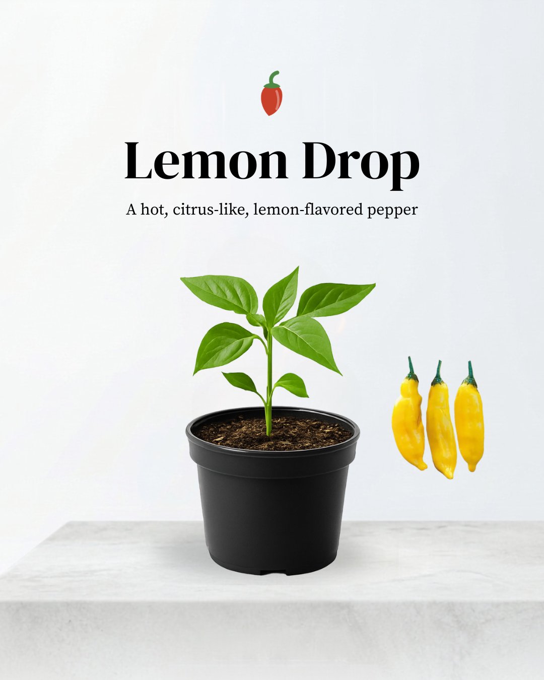 Lemon Drop 
