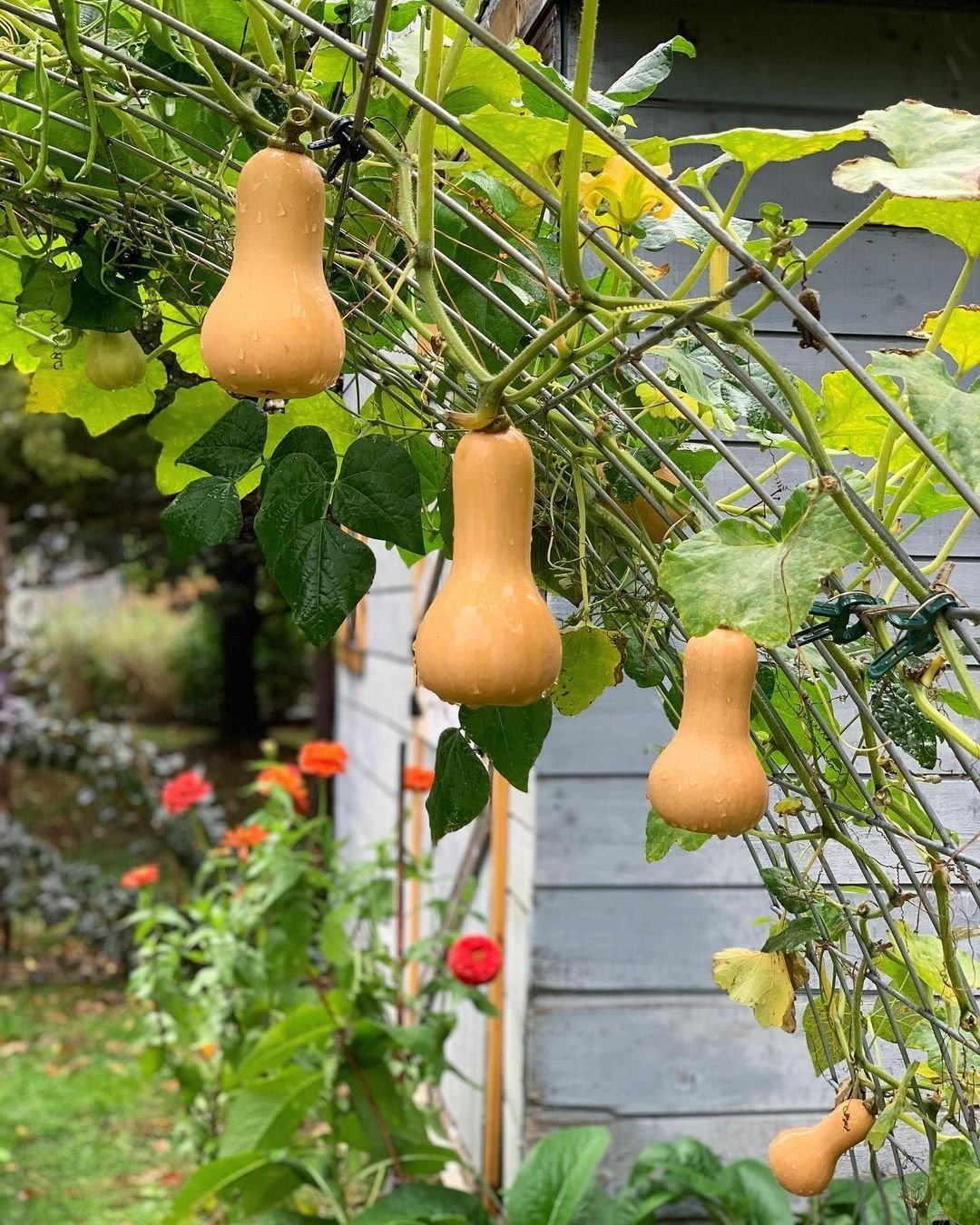 Baby Butternut Squash