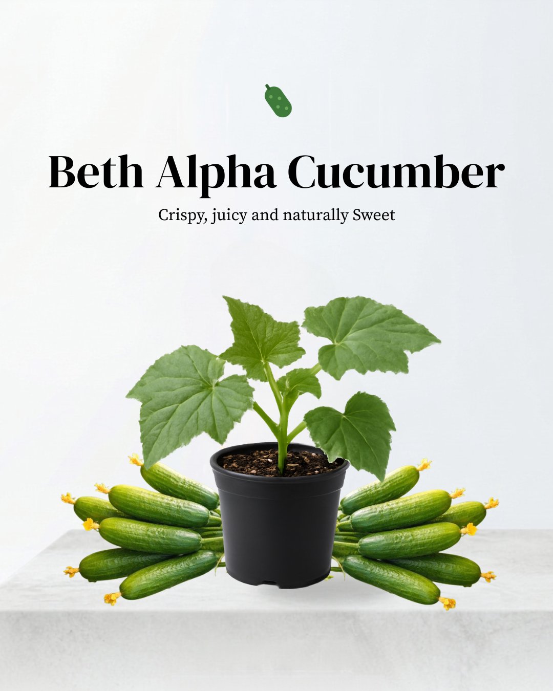 Cucumber (Beth Alpha )