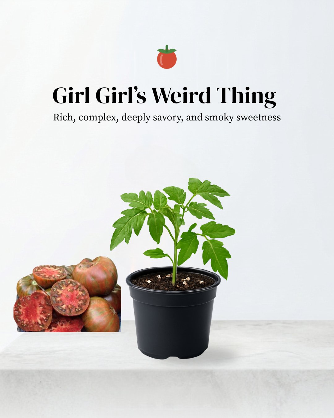Girl Girl’s Weird Thing Tomato (GGWT)