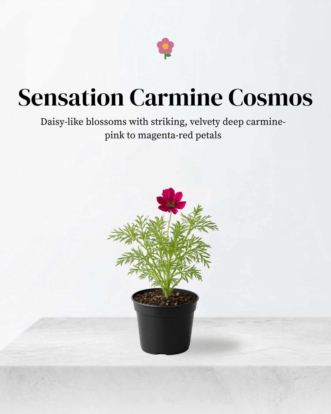 Cosmos 'Sensation Carmine'