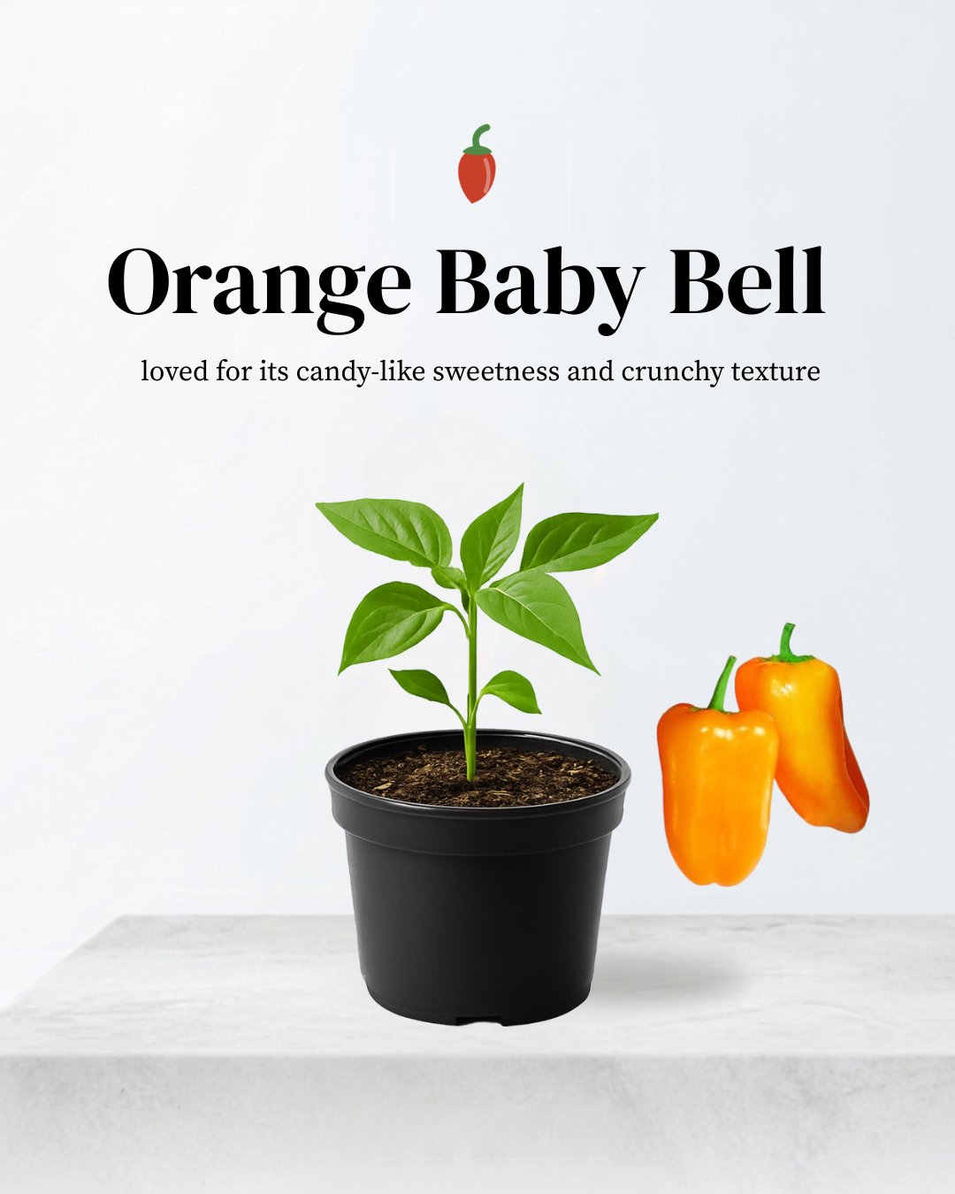 Baby Bell Orange