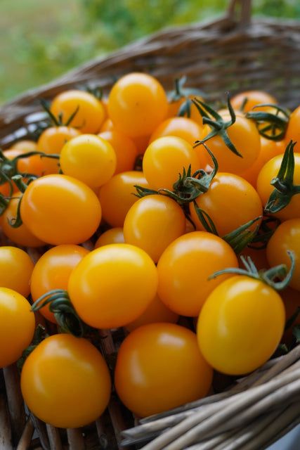 Yellow Cherry Tomato (Cereza Amarilla)