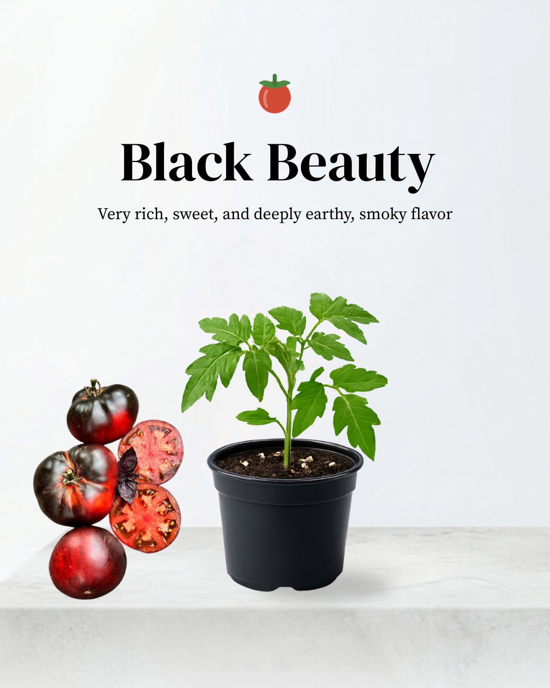Black Beauty Tomato