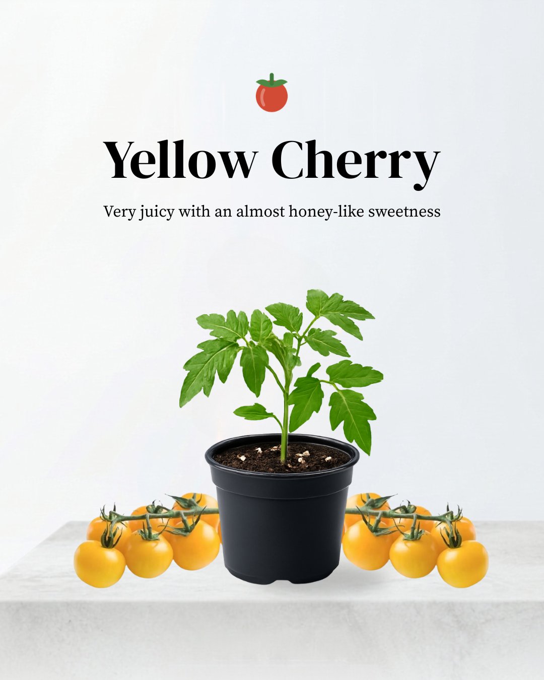 Yellow Cherry Tomato (Cereza Amarilla)