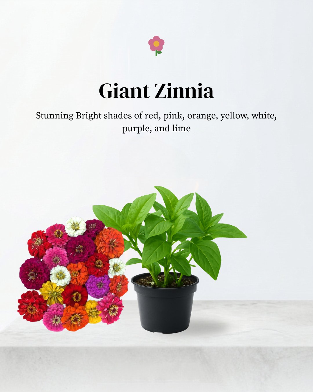 Zinnia Giant