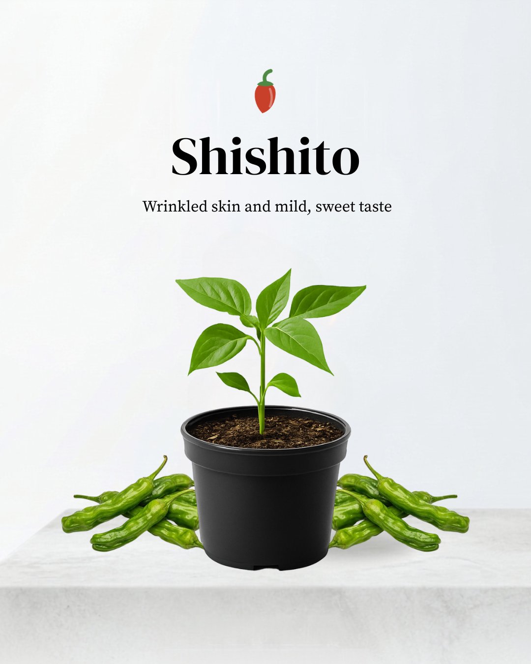 Shishito Pepper
