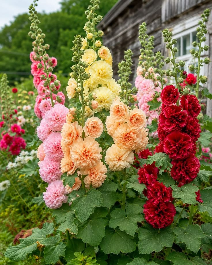 Hollyhock 'Summer Carnival'