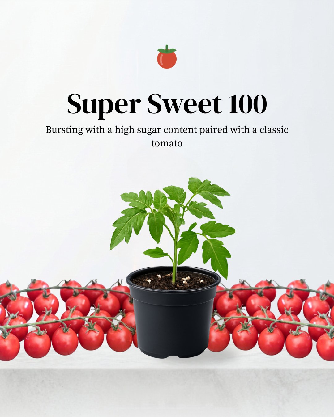 Super Sweet 100 Cherry Tomato