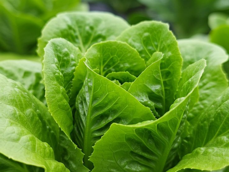 Romaine Ballon Lettuce