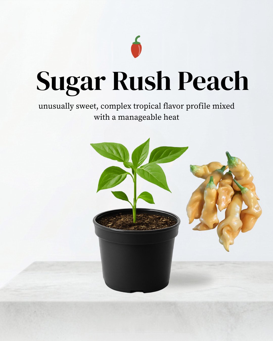 Sugar Rush Peach Pepper