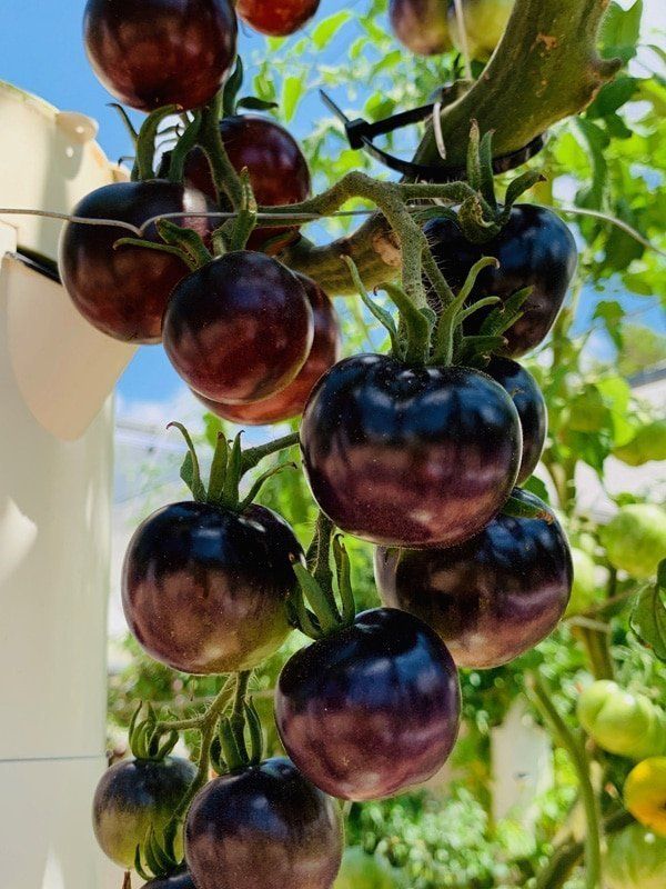 Black Beauty Tomato