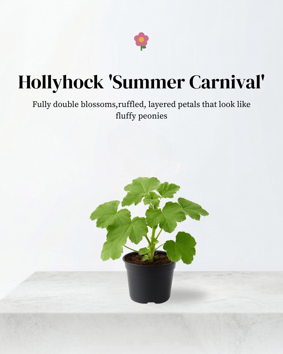 Hollyhock 'Summer Carnival'