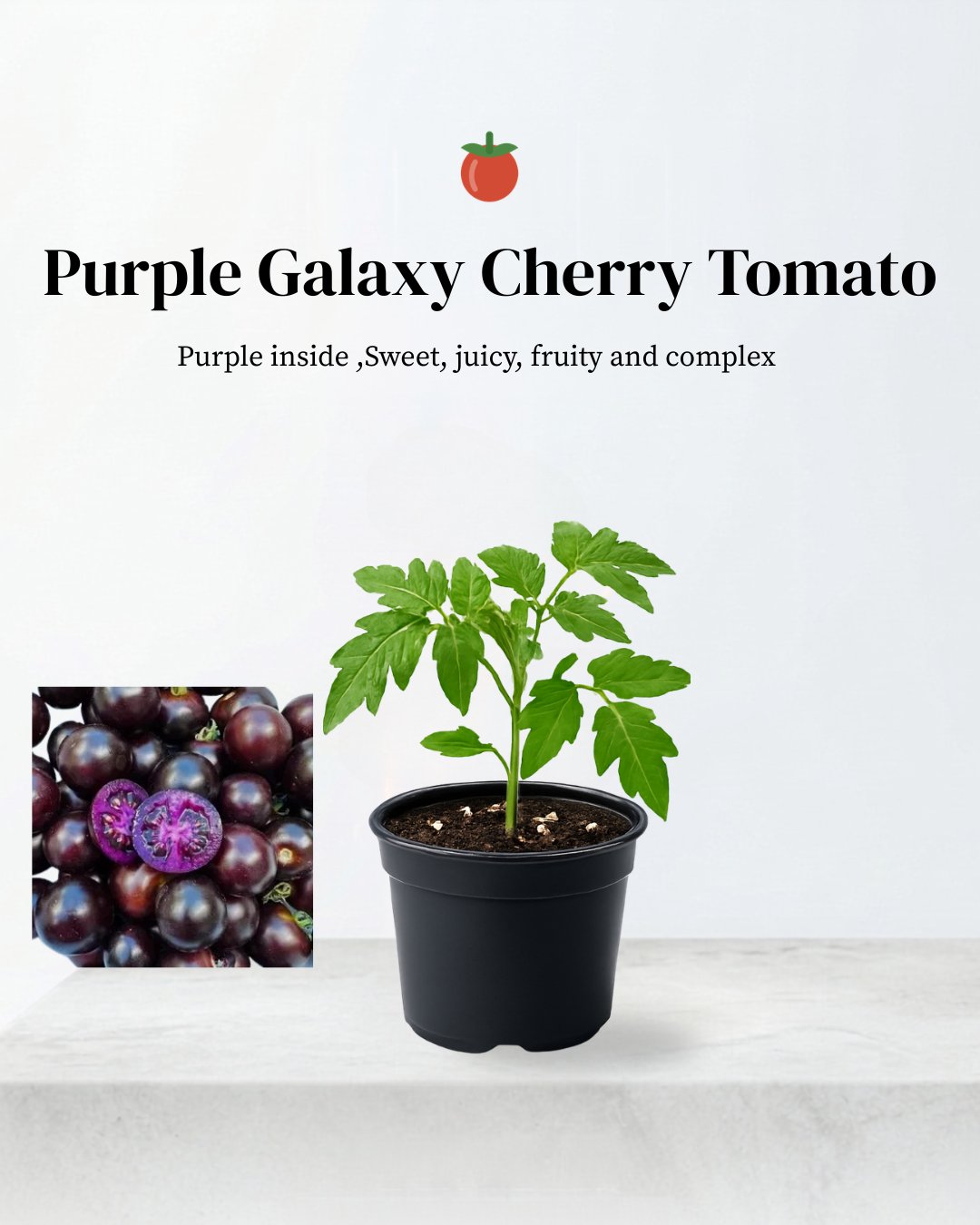 Purple Galaxy Cherry Tomato